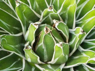 Closeup of cactus call Agave Victoria-Reginae in top view