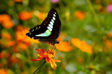 キバナコスモスの蜜を吸うアオスジアゲハ