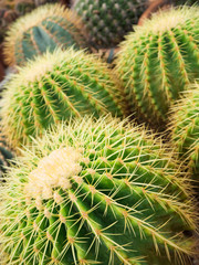 Green cactus with yellow thorn in cultivation bowl background