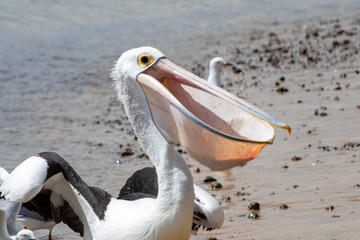 Australian Pelican in Australia