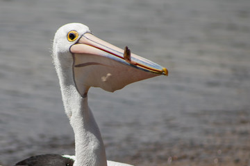 Australian Pelican in Australia