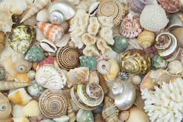 Tropical seashells pattern. Sea life and ocean bottom concept.
