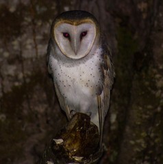 Barn owl, Anticura