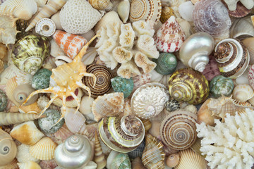 Big collection of tropical seashells and corals as pattern. Sea life and ocean bottom concept.