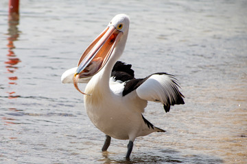 Australian Pelican in Australia