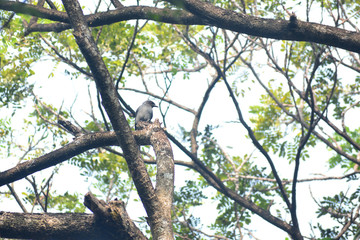 Fototapeta na wymiar ashy drongo is on a branch of a tree 