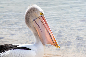 Australian Pelican in Australia