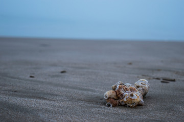 Sea shell in a cold cloudy morning