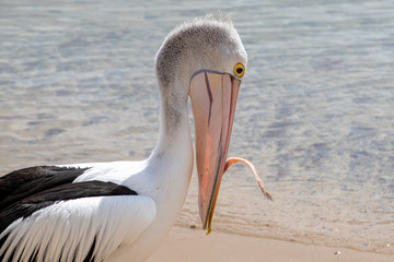 Australian Pelican in Australia