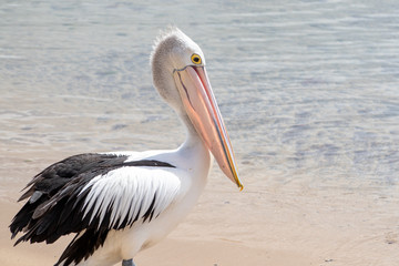 Fototapeta na wymiar Australian Pelican in Australia