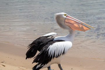 Australian Pelican in Australia