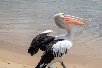 Australian Pelican in Australia