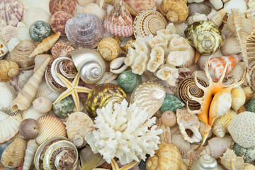 Mixed tropical seashells, different corals and starfishes mixed together. Sea life and ocean bottom concept.