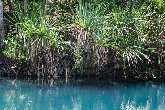 Berry Springs, a fresh water spring in the Northern Territory.