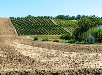 Fototapeta na wymiar Vineyards in rows and Tilled ground soil.