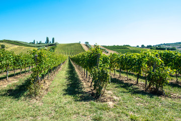 Fototapeta na wymiar White grape vineyards in Italy. Italian winery.