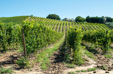 Fototapeta na wymiar White grape vineyards in Italy. Italian winery.