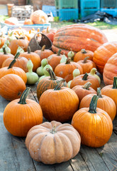 Variety of many pumpkins on the market. Different types pumpkins arranged
