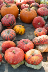 Variety of many pumpkins on the market. Different types pumpkins arranged