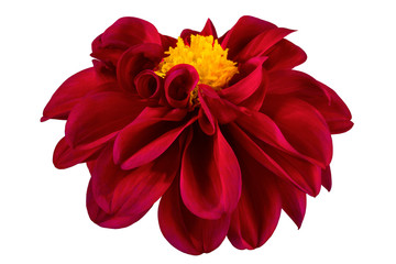 Dahlia flower, Red dahlia flower with yellow pollen isolated on white background, with clipping path    