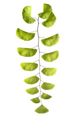 Black maidenhair fern, Adiantum philippense leaves, Fern isolated on white background with clipping path