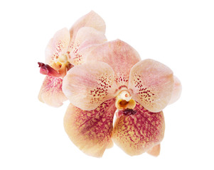 Moth orchid, Orchid flower, Phalaenopsis orchid isolated on white background, with clipping path