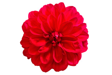 Dahlia flower, Red dahlia flower isolated on white background, with clipping path  