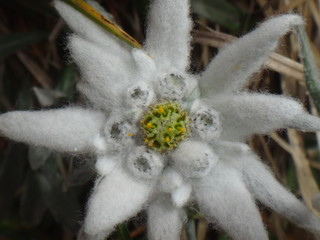 edelweiss close up