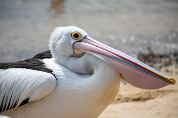 Australian Pelican in Australia