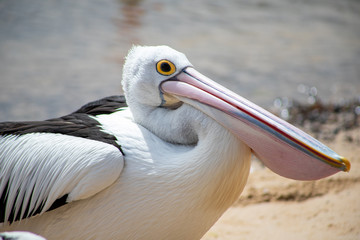 Australian Pelican in Australia