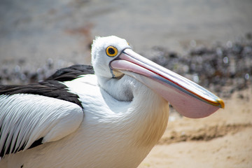 Australian Pelican in Australia