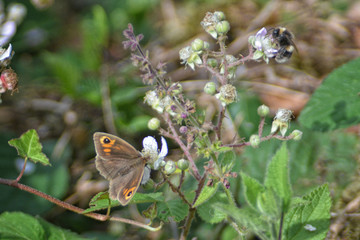 Meadow Brown Butterfly (Maniola jurtina) and bumblebee on blackberry flowers