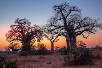 Fototapeta na wymiar Baobab trees silhouetted at sunset image for background use with copy space