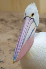 Australian Pelican in Australia
