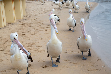 Australian Pelican in Australia