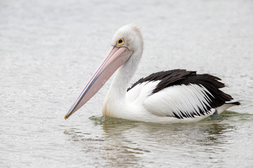 Fototapeta na wymiar Australian Pelican in Australia