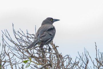Grey Currawong in Australia