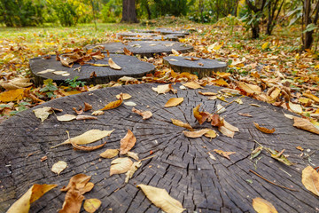 A path in the park made of sawn tree trunks, strewn with autumn foliage