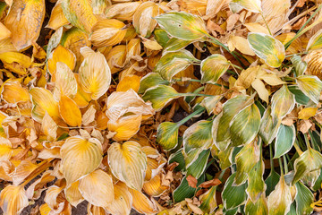 Autumn background of yellow and green leaves of a plant