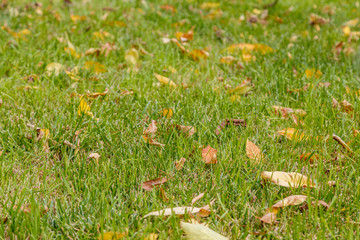Background of green grass with yellow autumn leaves on it