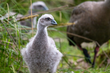 Cape Barren Goose in Australia