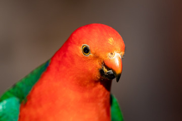 Australian King Parrot in Australia