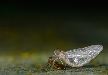 Drogon Fly Coming out of molt seen at Night in Amboli,Maharashtra,India