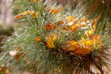 Autumn fallen leaves lying on the needles of a pine