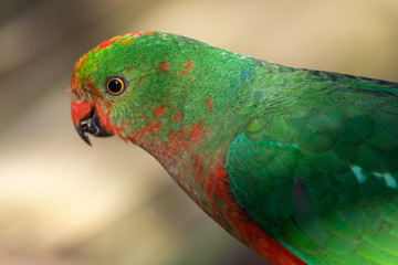 Australian King Parrot in Australia