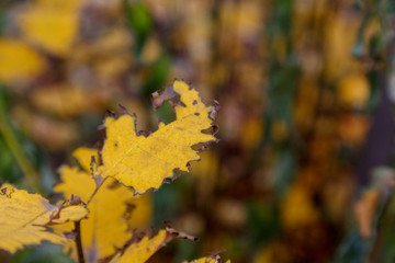 Autumn ragged damaged leaves of a plant taken with shallow depth of field