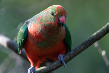 Australian King Parrot in Australia