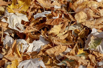 Background of dry autumn fallen leaves, shot at dawn, with deep shadows.
