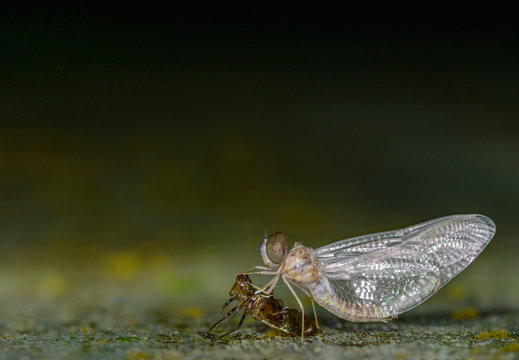Drogon Fly Coming out of molt seen at Night in Amboli,Maharashtra,India