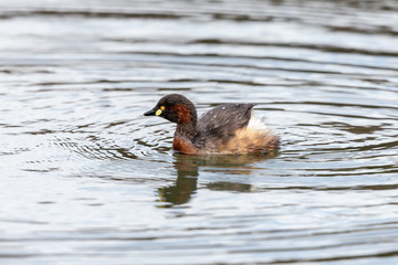 Australian Grebe in Victoria